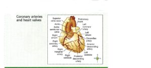 heart anatomy